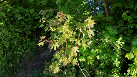 Young maple in golden sunlight Video stock 333843051