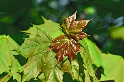 Young Maple leaves closeup Stock Photos