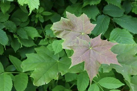 Young Maple Leaves Emerging in Spring with Fresh Green Background Stock-Fotos