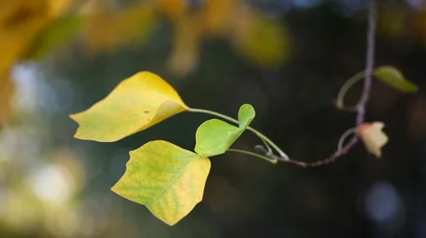 Young maple leaves Video stock 5042144