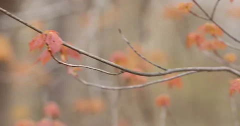 Young Maple leaves Stock-Footage 194385346