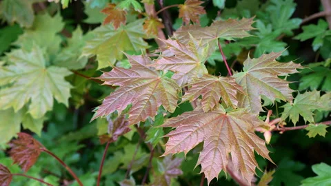 Young maple leaves fresh sprout Video stock 333594148