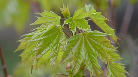 Young maple leaves grow in the spring Stock Footage 75541684