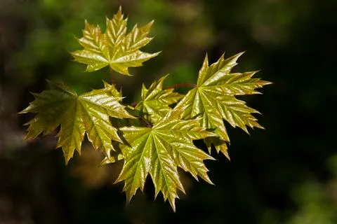 Young maple leaves Stock Photos