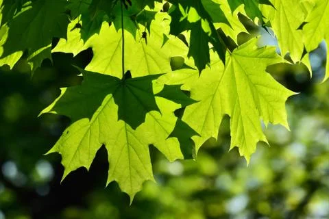 Young Maple leaves Stock Photos