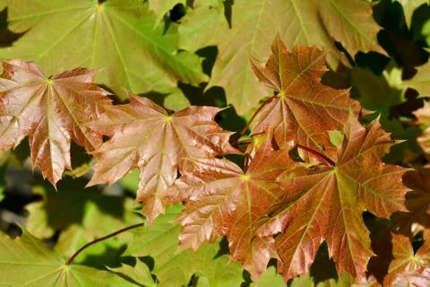 Young Maple leaves Stock Photos