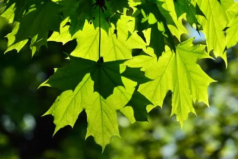 Young Maple leaves Stock Photos