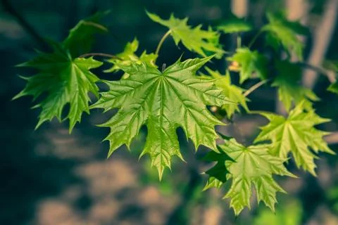 Young Maple Leaves Stock Photos