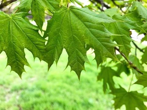 Young maple leaves. Stock Photos