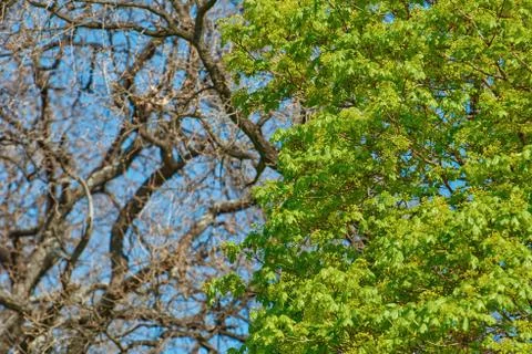 Young Maple Leaves Stock Photos