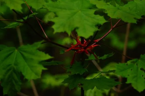 Young maple leaves Stock Photos