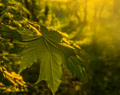 Young maple leaves Stock Photos