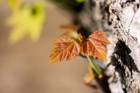 Young Maple Leaves Foto stock