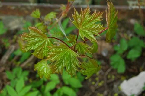 Young maple leaves Stock Photos