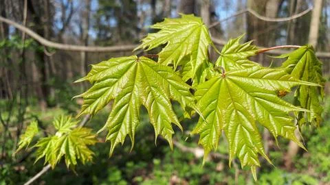 Young maple leaves Stock Photos