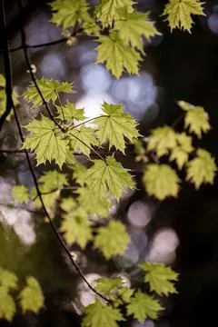 Young maple leaves in spring. Forest Stock Photos