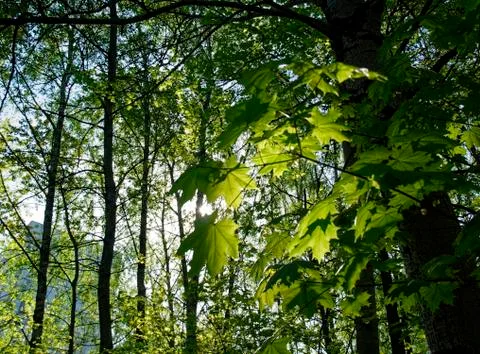 Young maple leaves in spring Stock Photos