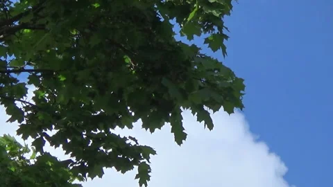 Young maple leaves, wind, clouds, spring, forest, nature of Ukraine. Stock Footage 309035773