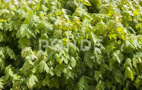 Young maple Stock Photos