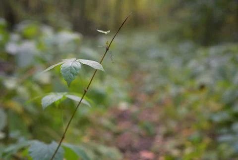 Young Maple Sapling Acer platanoides Growing in Forest Understory Stock Photos