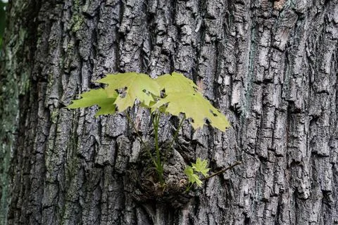 Young maple sapling sprouts from the textured bark of a mature oak tree Stock Photos