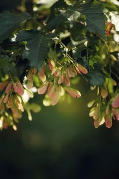 Young maple seeds on a green background. Sunny forest Stock Photos