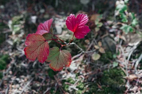 Young maple sprout in the spring sun. Glowing leaves in the ambient light Stock Photos