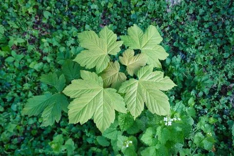 Young maple tree in a forest, with its leaves pointing straight upwards 스톡 사진
