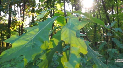 Young maple tree in the forest in the sunlight 動画素材 45159685