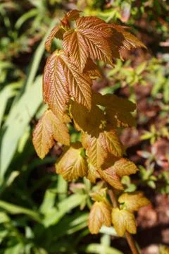Young maple tree in a garden Foto stock