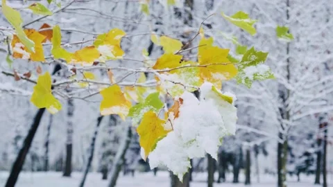 Young maple tree with green and yellow leaves covered with the first snow. Stock Footage 228212682