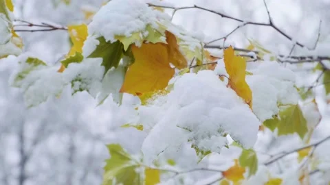 Young maple tree with green and yellow leaves covered with the first snow. Stock Footage 228212686