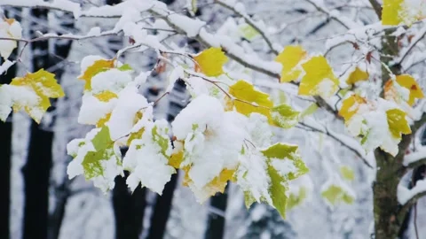Young maple tree with green and yellow leaves covered with the first snow. Video stock 228212802
