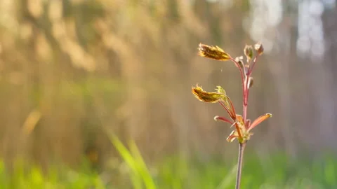 A young maple tree with its first tender leaves unfolds in the light sun Stock Footage 194958667