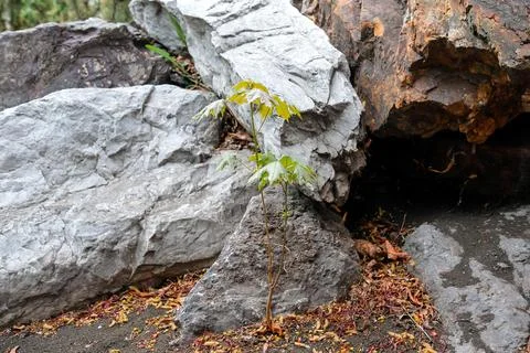 A young maple tree with large green leaves grew on a background of stones Foto stock