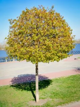 Young Maple Tree Fotos Stock