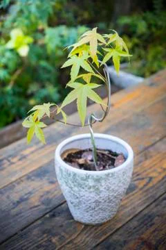 Young Maple tree Stock Photos