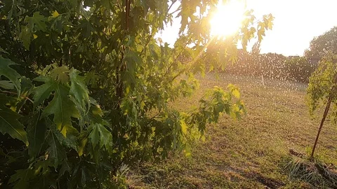Young maple tree in the rain on the sunny day. Vídeos de archivo 128548429