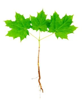 Young maple tree with roots Stock Photos