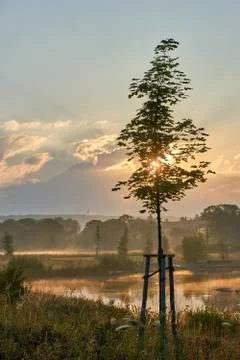 Young maple tree while sunrise in the foggy nature. Vivid colors with dramatic Stock Photos