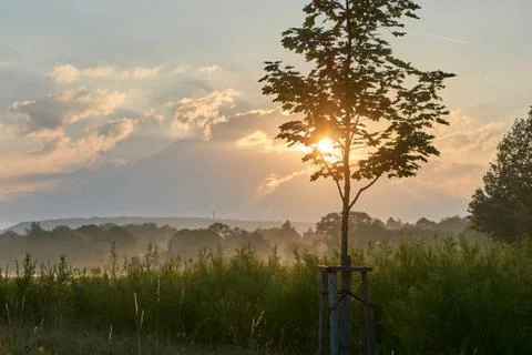 Young maple tree while sunrise in the foggy nature. Vivid colors with dramatic Stock Photos