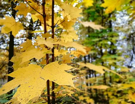 Young Maple Tree With Yellow Leaves. Young Maple Tree Stock Photos