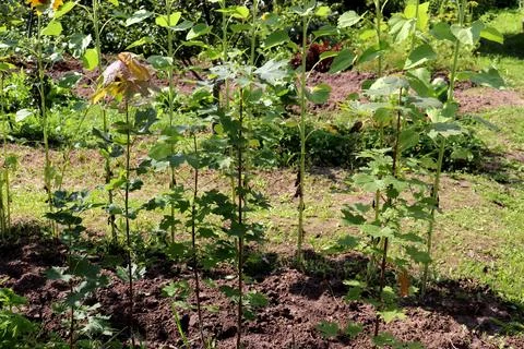 Young maple trees against the background of sunflower stems on a farm in pa.. Stock Photos
