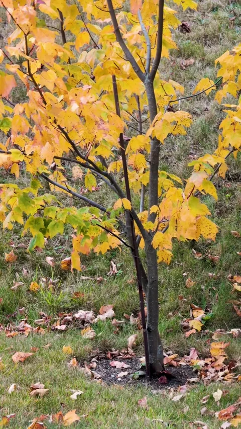Young Maple Tree's Brilliant Yellow Fall Foliage 스톡 동영상 318600404