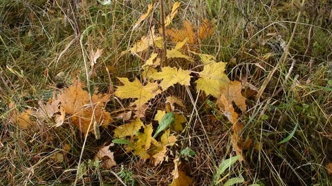 Young maple in the wind Stock Footage 117898910