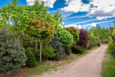 Young maples, pine and chestnut trees. Alley of seedling of trees. Stock Photos