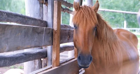 Young mare stands in a wooden paddock on a village farm Stock Footage 207029351