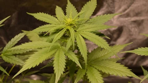 Young marijuana buds in secret garden 2 Stock Footage