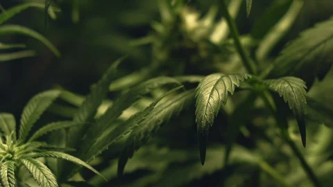 Young Marijuana Leafs in Greenhouse. Close Up Stock Footage 115578861
