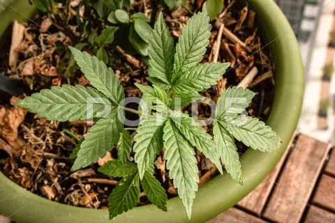 Young Marijuana Plant in Pot Stock Photos